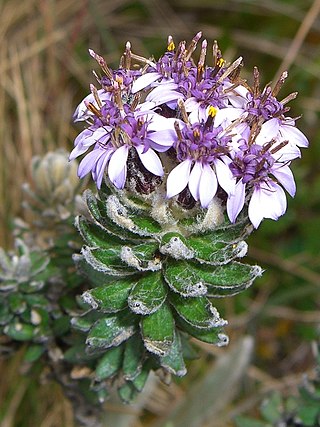 <i>Diplostephium</i> Genus of flowering plants