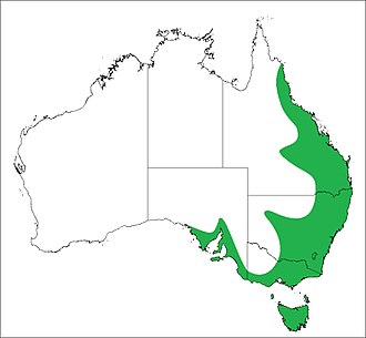 Approximate range of P. eburnus created from field record locations in Joseph & Framenau 2012. Distribution Plebs eburnus.jpeg