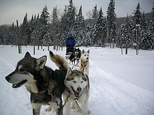 Dogsleds are used for recreational hunting of polar bears in Canada Dogsledquebec.jpg