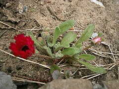 Jeune plante