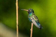 Hummingbird של דאבלדיי - מקסיקו S4E8781.jpg