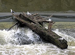 Driftwood in Bath, England