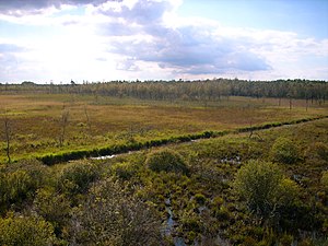 NSG Dubringer Moor, hedelandskap nær Wittichenau (2012)