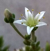 Detail of a flower and bud.