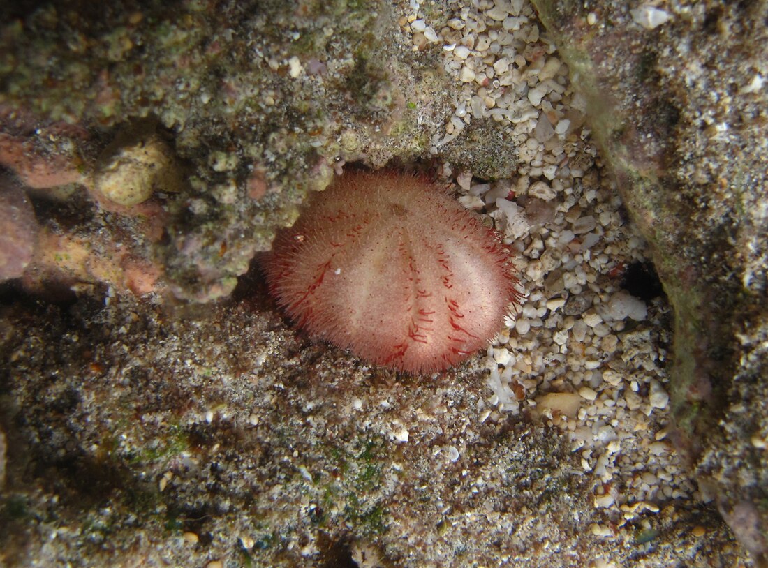 Echinoneus cyclostomus