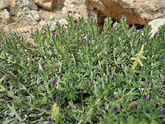 Echium arenarium