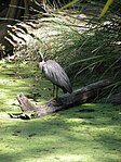 Egretta novaehollandiae -Queensland, Australia-6.jpg