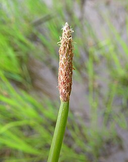 <i>Eleocharis cylindrostachys</i> Species of grass-like plant