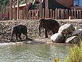 Miniatura per Zoo de Copenhaguen