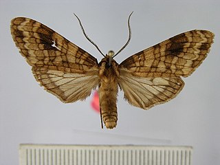 <i>Elysius melanoplaga</i> Species of moth