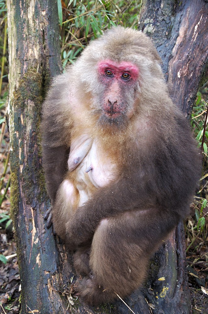The average litter size of a Tibetan macaque is 1