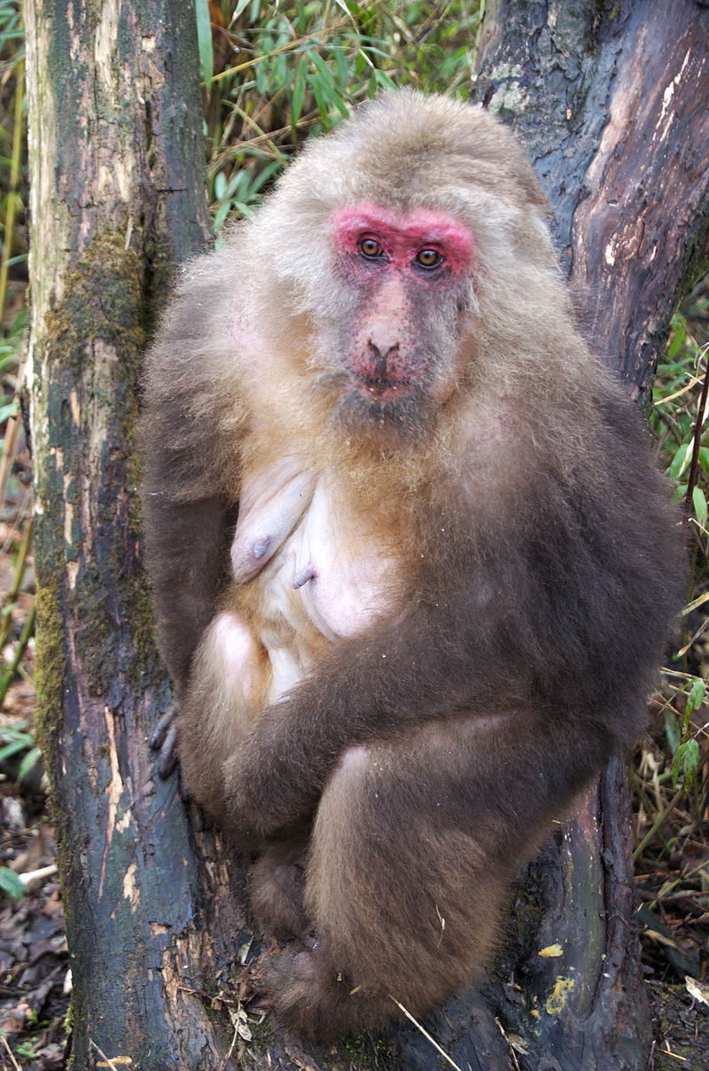 Monkey - Wikipedia