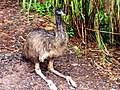 Rustende emoe
