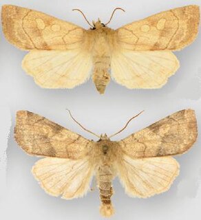 <i>Enargia decolor</i> Species of moth