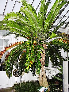 Encephalartos woodii Encephalartos woodii (Londra).JPG