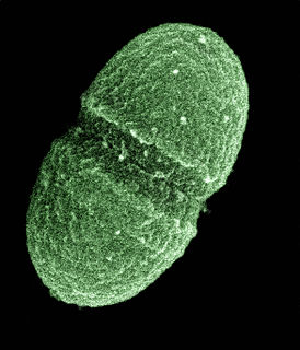 <i>Enterococcus faecalis</i> Species of bacterium