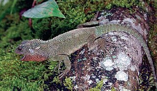 <i>Enyalioides rubrigularis</i> Species of lizard