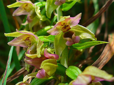 Epipactis helleborine Flowers