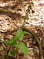 Epipactis helleborine Germany - Karlsbad