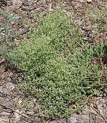 Eriogonum maculatum.jpg