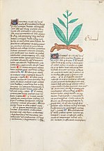 Miniatuur voor Bestand:Estense alfa.l.09.28, f.067r.jpg