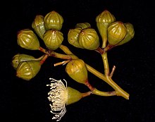 Flower buds of subspecies beadellii Eucalyptus canescens subsp. beadellii buds.jpg