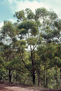 <i>Eucalyptus phoenicea</i> Species of eucalyptus
