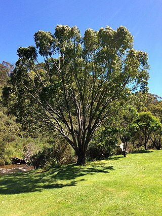 <i>Eucalyptus stellulata</i> Species of eucalyptus