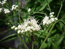 Eupatorium serotinum крупным планом.jpg