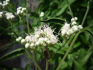 <i>Eupatorium serotinum</i> Species of flowering plant