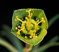 Euphorbia clava