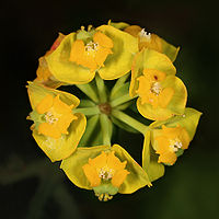 Sucha mlóčeń (Euphorbia cyparissias)
