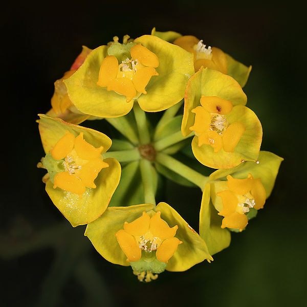 File:Euphorbia cyparissias quadrat.jpg