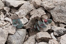 Euphorbia fontqueriana. 
 JPG