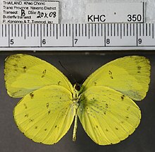 Eurema nicevillei ventral.jpg