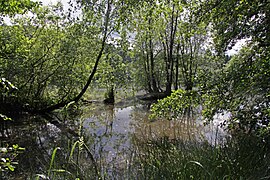 Beverteich im Flachwasserbereich