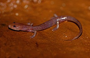 Resim açıklaması Eurycea spelaea, Izard County, Arkansas, Peter Paplanus.jpg.