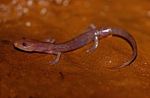 Eurycea spelaea, Izard County, Arkansas, by Peter Paplanus.jpg