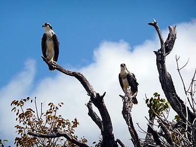 Everglades National Park (United States of America)