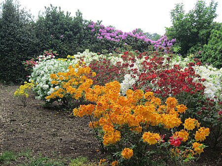 Füchtenfeld Rhododendronwald 5