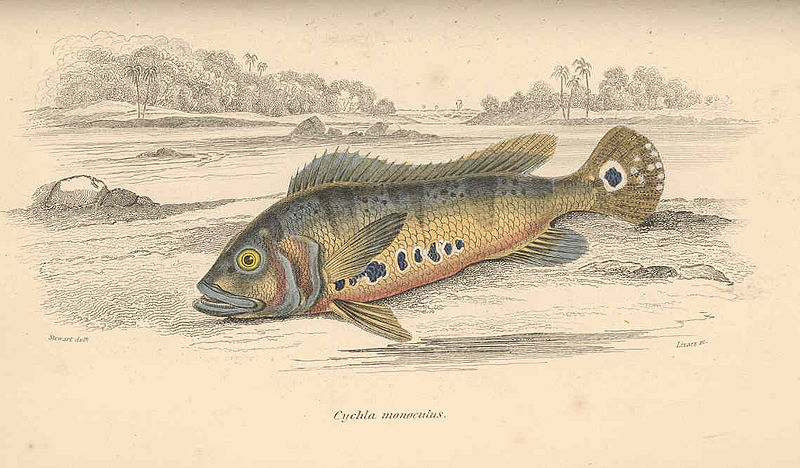 File:FMIB 38367 Cychla monoculus.jpeg