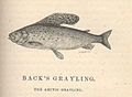 FMIB 44058 Back's Grayling - Arctic Grayling - Thymallus signifer; Richardson, Cuvier--Hewlook-powak; Esquimaux--Poisson bleu; Can Voy.jpeg