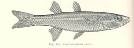 Craterocephalus eyresii