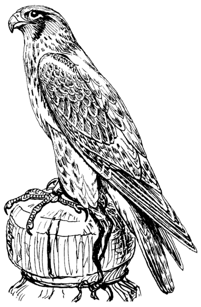 File:Falcon (PSF).png