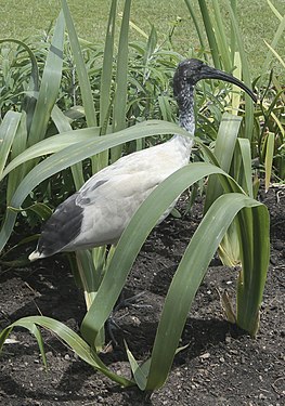 Australian White Ibis (Threskiornis molucca), Sydney