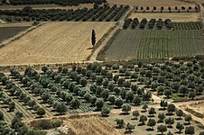 Olive plantations in central Sitia.