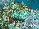 Lingcod hides motionless on a reef