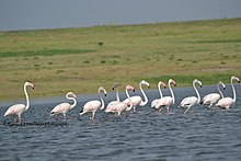 Flamingos-di-Bhigwan