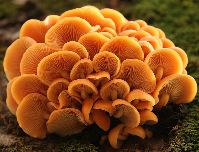 File:Flammulina velutipes IMG 1038.jpg