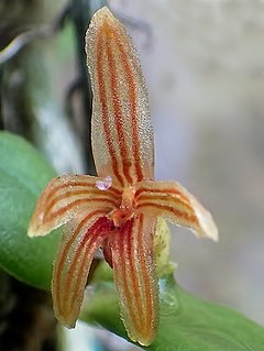 <i>Stolzia</i> (plant) Genus of orchids